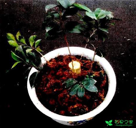 茶花盆栽嫁接技能 茶花盆栽卡接技能