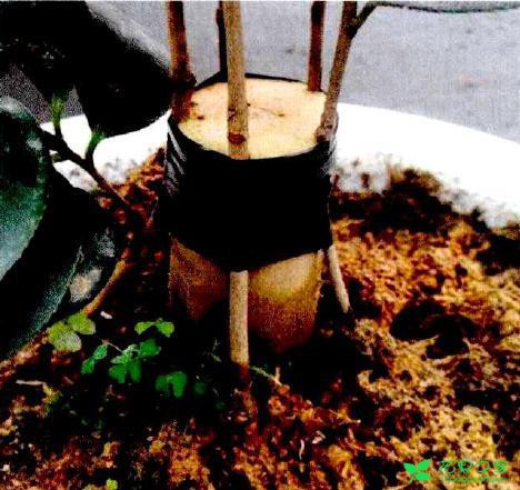 茶花盆栽嫁接技能 茶花盆栽卡接技能