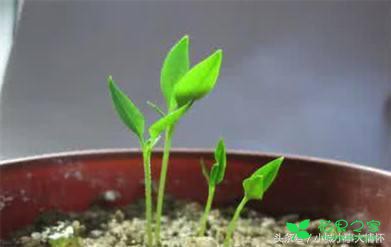 种子变盆栽，播种有本领，几点注意就好！
