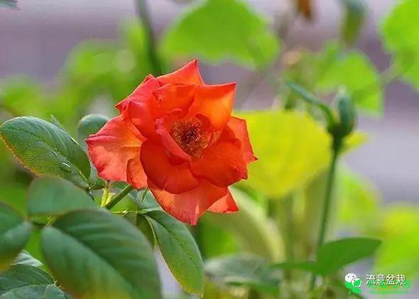 朋侪家折一段月季就可以扦插繁殖一盆美丽的月季盆栽！ 。。。