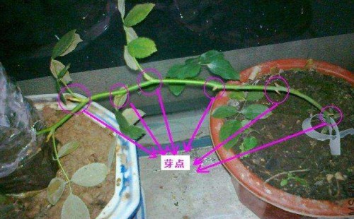 盆栽月季压枝方法