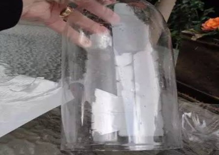 月季花扦插的详细过程图解