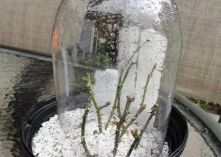 月季花扦插的详细过程图解