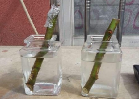 无花果嫩枝扦插技术