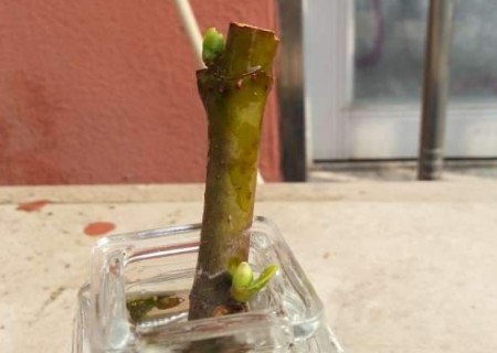 无花果嫩枝扦插技术