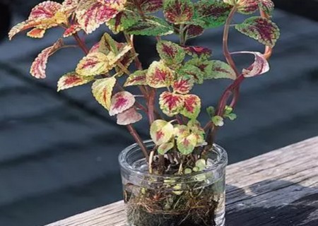 彩叶草水插繁殖技术-枝插方法图解