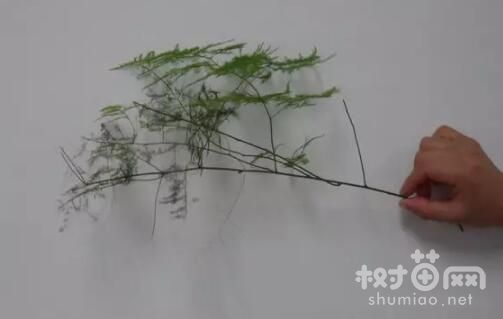 文竹扦插4个步骤图解