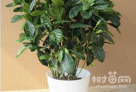 栀子花扦插方法的4个步骤