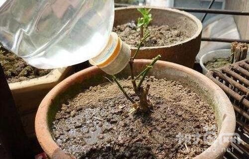 栀子花扦插方法的4个步骤