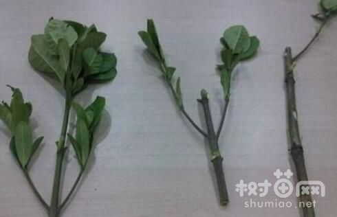栀子花扦插方法的4个步骤