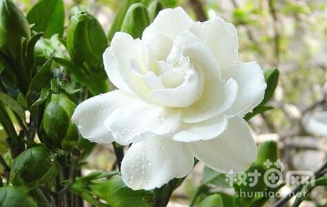 栀子花扦插方法的4个步骤