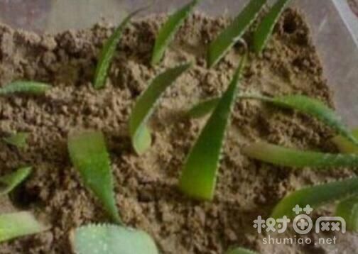 芦荟繁殖方法一：叶插繁殖