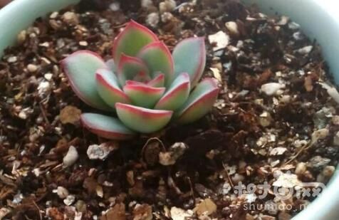 花月夜繁殖方法四：播种繁殖
