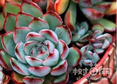 花月夜繁殖方法四：播种繁殖