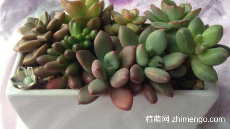 青星美人怎么养，青星美人日常养殖方法