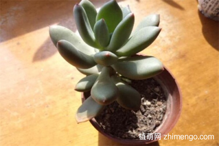 青星美人怎么养，青星美人日常养殖方法
