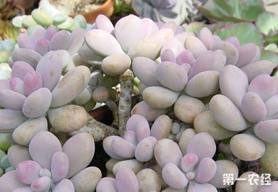 星美人、青星美人、桃美人的区别是什么？