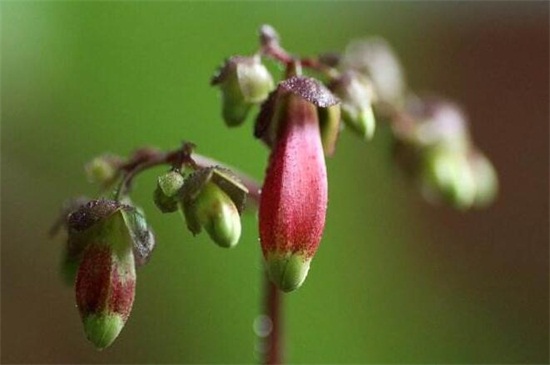 宫灯长寿花5～6月扦插最佳