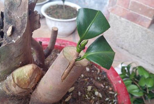 茶花嫁接技术详解