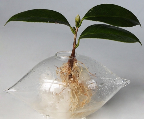 茶花嫁接技术详解