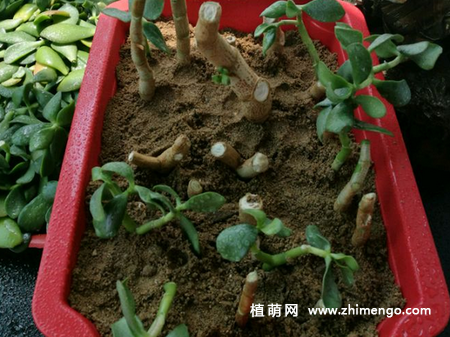 燕子掌繁殖方法，可以用枝条扦插和叶片叶插