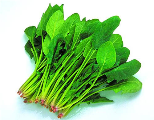 菠菜的播种方法，菠菜的间苗与养护