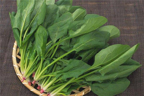 菠菜的播种方法，菠菜的间苗与养护