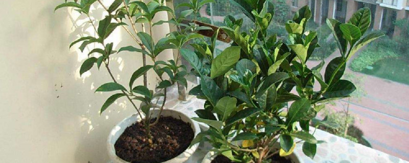 可以在5～7月或9～10月扦插桂花