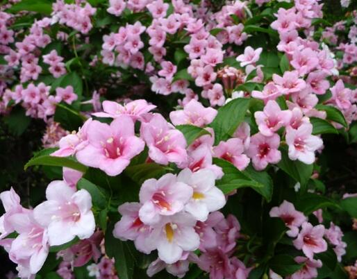 锦带花什么时候扦插，锦带花的养殖方法