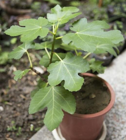 无花果树什么时候扦插最好？种植时间2月至3月