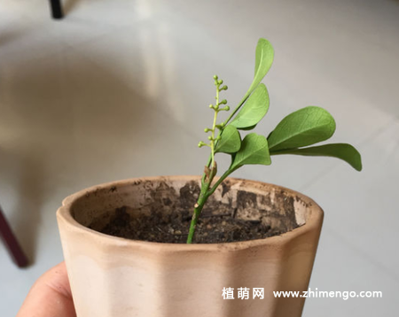 米兰花怎么繁殖，米兰花扦插方法步骤
