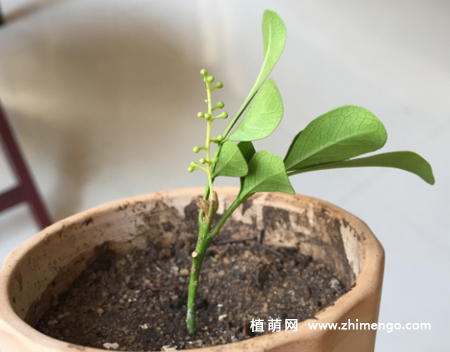 米兰花怎么繁殖，米兰花扦插方法步骤