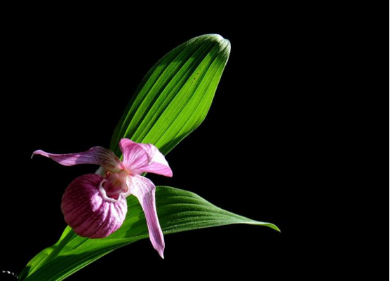 种植大花杓兰