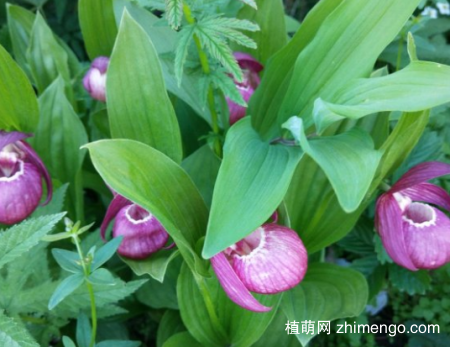 杓兰养殖方法，盆土，光照，温度说明