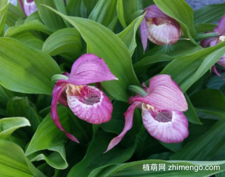 杓兰养殖方法，盆土，光照，温度说明