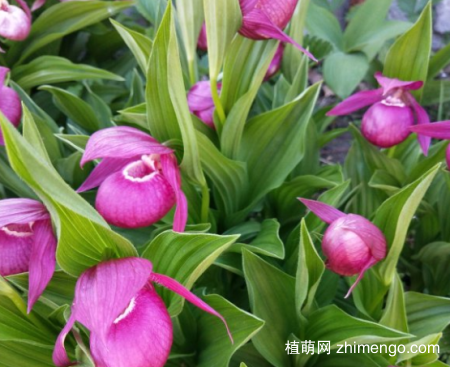 杓兰养殖方法，盆土，光照，温度说明