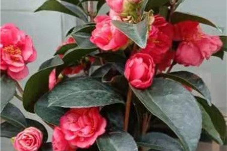 茶花繁殖方法，茶花如何繁殖