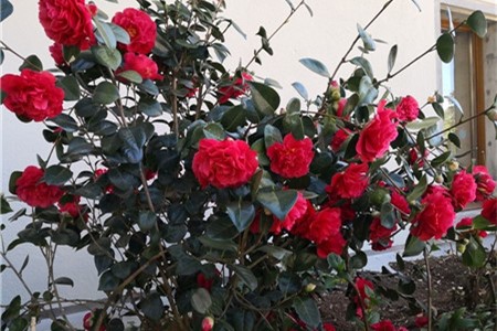 茶花繁殖方法，茶花如何繁殖