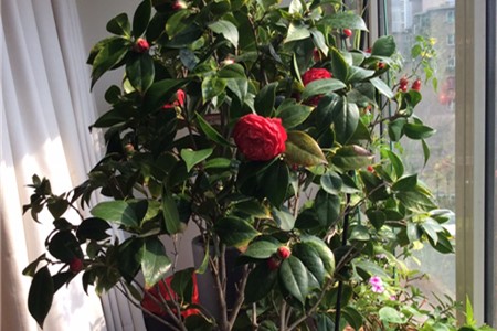 茶花繁殖方法，茶花如何繁殖