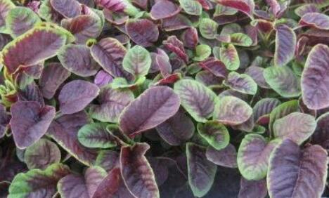 苋菜种植时间和方法 播种前先在温水中浸泡4~5个小时
