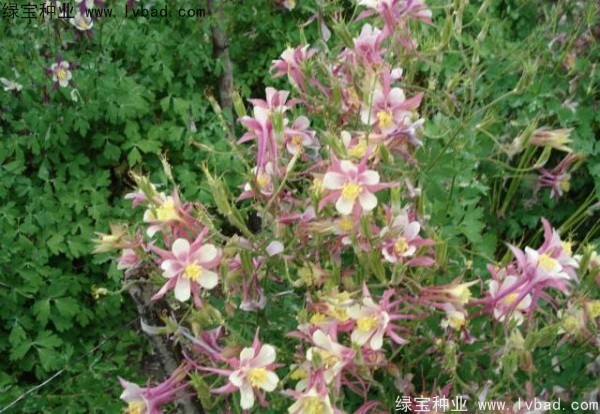 适宜播种的花卉都有哪些？