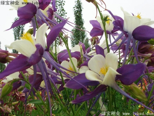 适宜播种的花卉都有哪些？