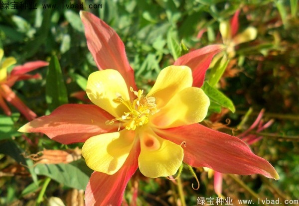 适宜播种的花卉都有哪些？