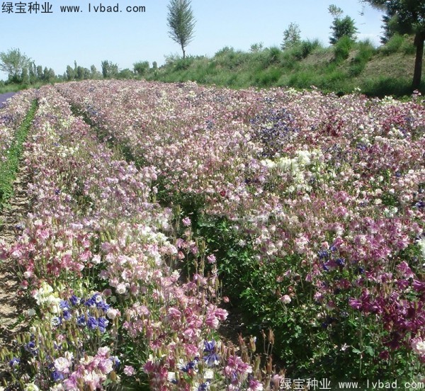 适宜播种的花卉都有哪些？