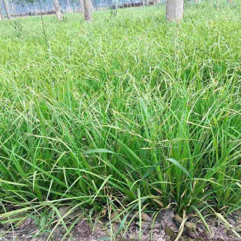 野牛草发芽效果好吗,播种后几天发芽