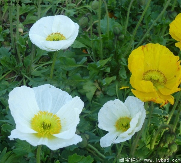 春播花卉种子是几月份播种？