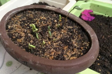 黑种草种子的种植方法，什么时候种植