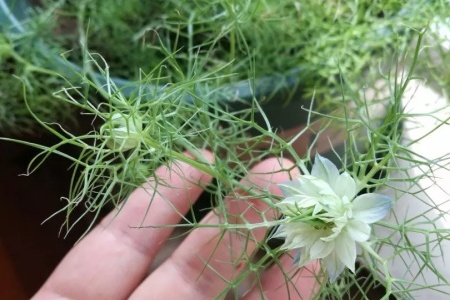 黑种草种子的种植方法，什么时候种植