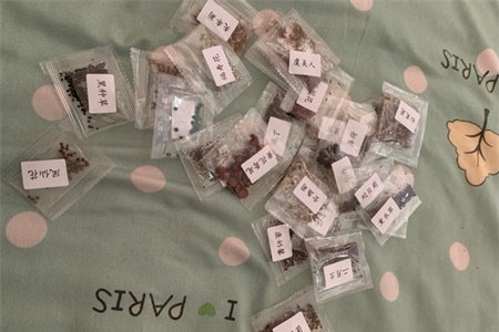 黑种草种子的种植方法，什么时候种植