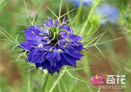 黑种草繁殖方法